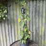 Thunbergia (black-eyed susan) - various colours