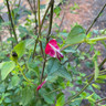 Salvia 'Hot Lips'