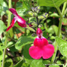 Salvia greggii 'Cherry Lips' 1ltr