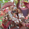 Prunus 'Crimson Dwarf' - 3ltr pot