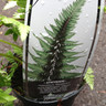 Athyrium niponicum 'Metallicum' - S