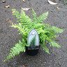 Polystichum setiferum 'Proliferum' - S