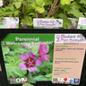 Lavatera 'Eyecatcher' - 1ltr