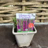 Veronica spicata 'Moody Blues Dark Mauve'-1ltr