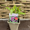 Penstemon 'Blackbird'-1ltr