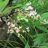 Libertia grandiflora - 5ltr