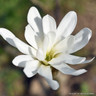 Magnolia stellata (Star Magnolia)