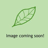 Olearia macrodonta (5L)