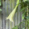 Brugmansia (Angel's Trumpet)