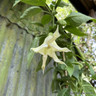 Brugmansia (Angel's Trumpet)