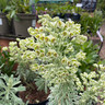Euphorbia 'Glacier Blue' (3L) pot