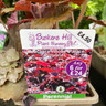 Heuchera villosa 'Palace Purple' 1ltr pot