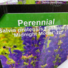 Salvia pratensis Fashionista 'Midnight Model' - 1ltr