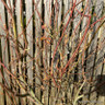 Acer plam. 'Katsura' (20L)