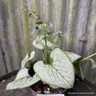Brunnera 'Silver Heart' (p17)