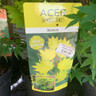 Acer shirasawanum 'Aureum' (p21)