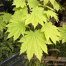 Acer shirasawanum 'Aureum' 3L
