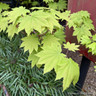Acer shirasawanum 'Aureum' 3L