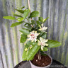 Calycanthus 'Venus' (3L)