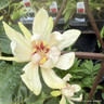 Calycanthus 'Venus' (3L)