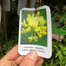 Coronilla valentina subsp. glauca 'Citrina' 2L