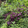 Clematis Etoile Violette 2L