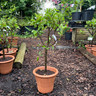 Dwarf apple in terracotta pot