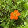 Potentilla 'Bella Sol' 3L