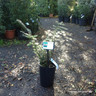 Taxus baccata (Yew) 20-30cm (potted)