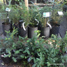 Taxus baccata (Yew) 20-30cm (potted)