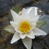 Nymphaea 'Pygmaea alba' (Water Lily) 2ltr