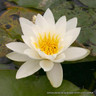 Nymphaea 'Pygmaea alba' (Water Lily) 2ltr