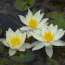 Nymphaea 'Pygmaea helvola' (Water Lily) 2ltr