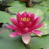 Nymphaea 'Perry's Baby Red' (Water Lily) 2ltr