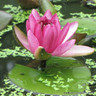 Nymphaea 'Perry's Baby Red' (Water Lily) 2ltr