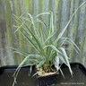 Phalaris arundinacea var. picta 1ltr