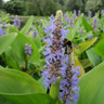 Pontederia cordata (Pickerel Weed) 1ltr