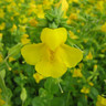 Mimulus guttatus 1ltr