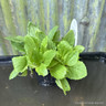 Mimulus guttatus 1ltr