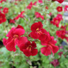 Mimulus cupreus 'Red Emperor' 1ltr