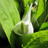 Lysichiton camtschatcensis 1ltr