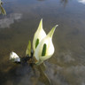 Lysichiton camtschatcensis 1ltr