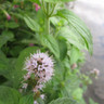 Mentha aquatica (Water Mint) 1ltr