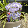 Agapanthus 'Neverland' 3L