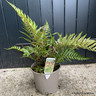 Dryopteris erythrosa 'Prolifica' 3L