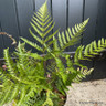 Dryopteris erythrosa 'Prolifica' 3L
