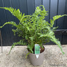 Dryopteris affinis 'Cristata The King' 3L