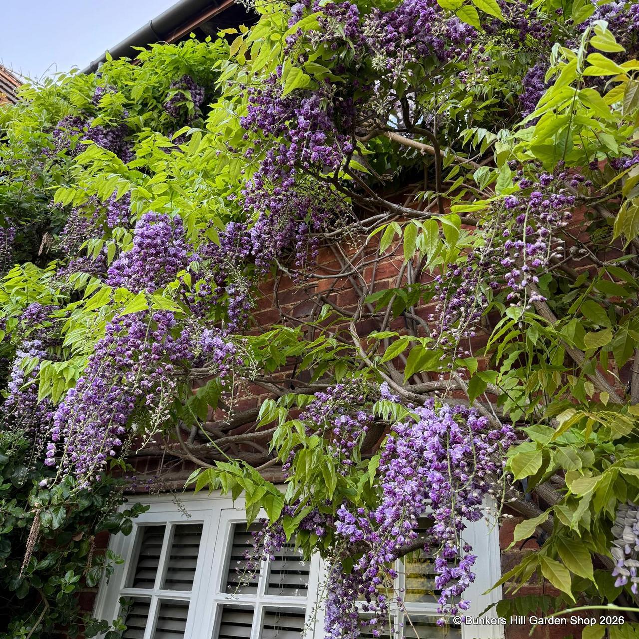Instant Climbers & Wall Shrubs