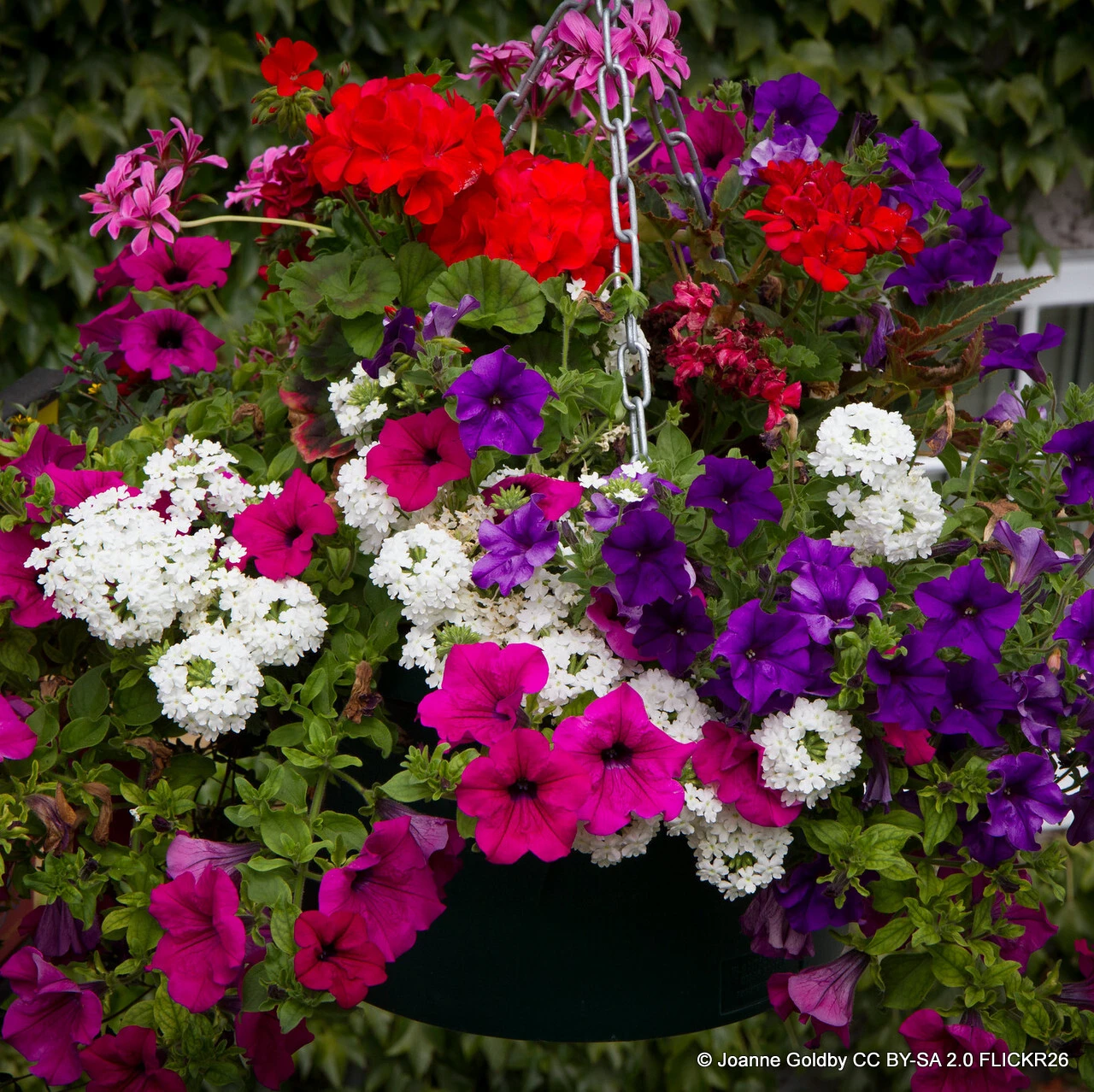 Bedding Plants