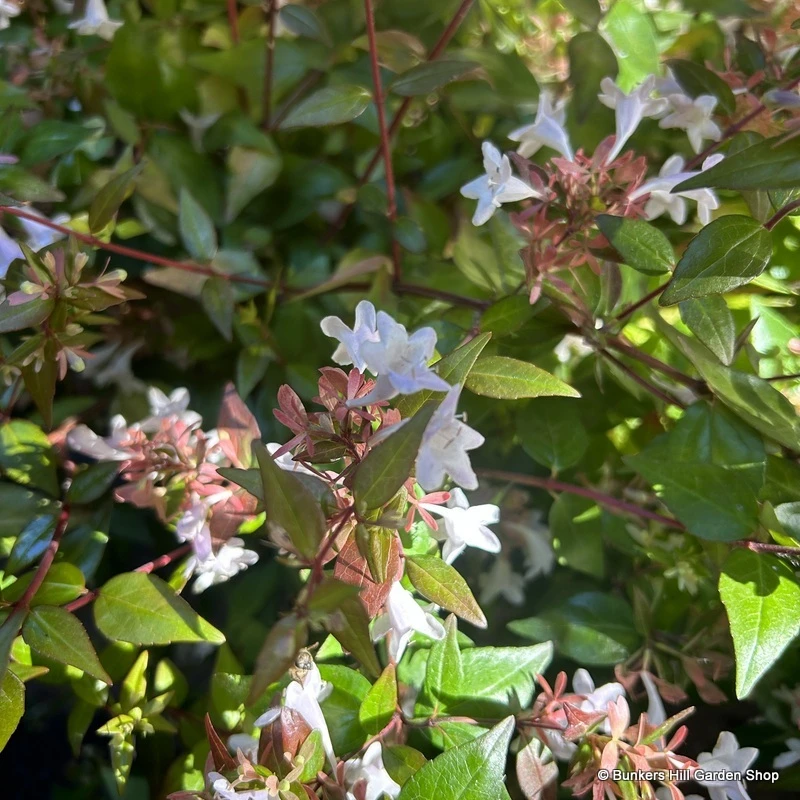 Shrubs